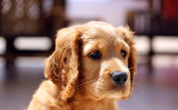 Air Canada Pilot Diverts Flight to Save a Dog’s Life: A Testament to Compassion in Aviation