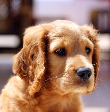 The Silent Roar: How Pollution Affects Tigers and What It Means for Biodiversity