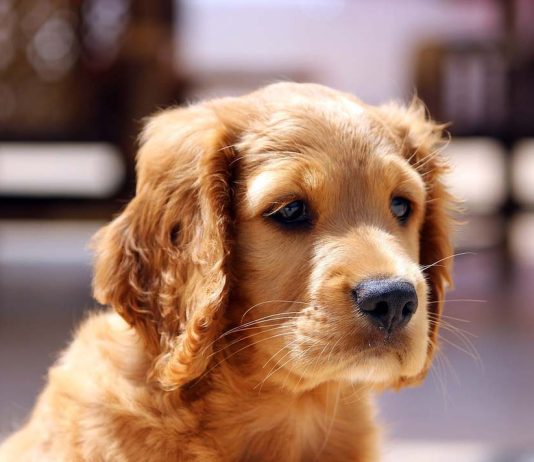 Air Canada Pilot Diverts Flight to Save a Dog’s Life: A Testament to Compassion in Aviation