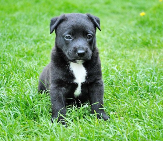 Celebrating the 10th Anniversary of our Sanctuary