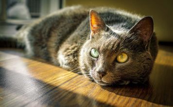 Top Facts about Animal Behaviour: An Insight into the Intricacies of the Animal Kingdom