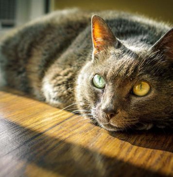 The Mystery Of The Vampire Rabbit