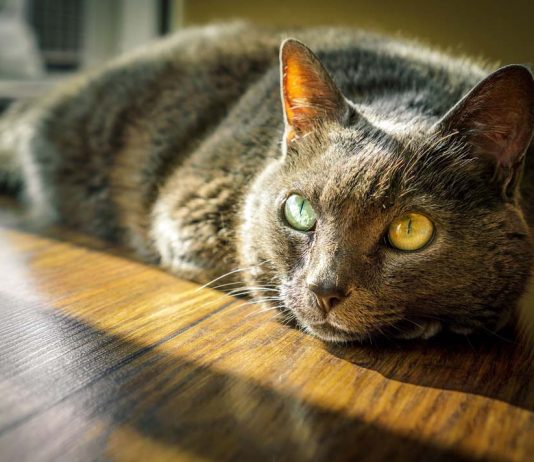 Top Facts about Animal Behaviour: An Insight into the Intricacies of the Animal Kingdom