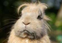 Farm Sanctuary Expands: A New Milestone in Animal Welfare