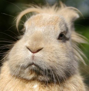 Tips for Keeping Aging Pets Healthy