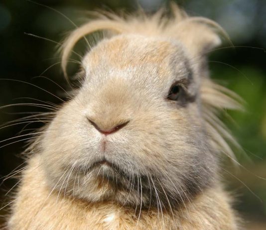 Farm Sanctuary Expands: A New Milestone in Animal Welfare