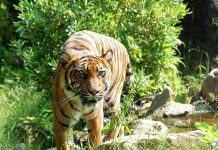 Crazy Barn Life at Cincinnati Ranch