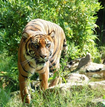 Crazy Barn Life at Cincinnati Ranch