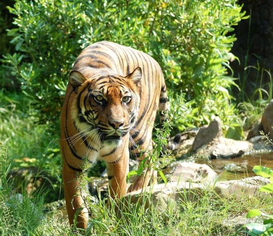 Crazy Barn Life at Cincinnati Ranch