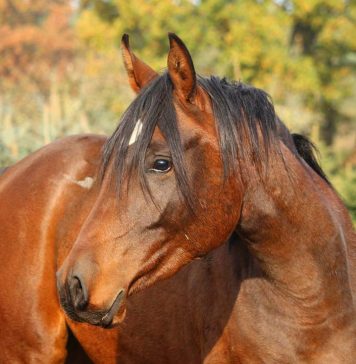 8 Funny Facts About Your Furry Feline Friend