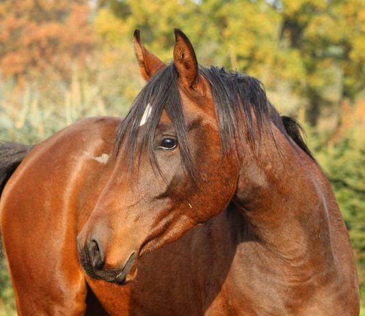 Helping Kids Cope with Pet Loss