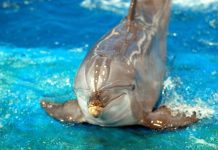 3 Ways of Saving Circus Animals