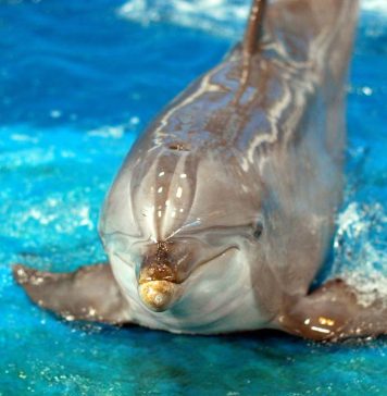 3 Ways of Saving Circus Animals