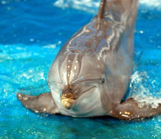 Nation Aims to Train Therapy Dogs for Veterans