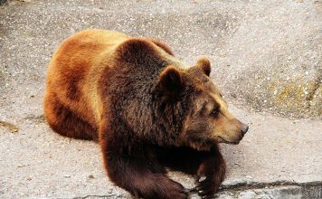 Male Sloths Are Not Lazy, Study Confirms: Rethinking Sloth Behavior in the Animal Kingdom