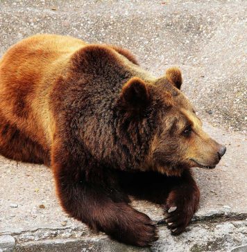 Meet Cholita, The Abused Circus Girrafe from Peru