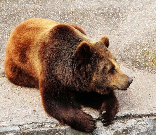 The Aquarium Trade: Balancing Ecological Impact with Aquatic Enchantment