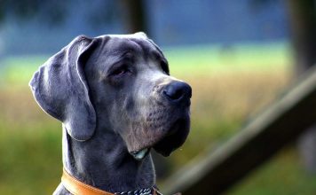 A New Look at Chickens: Unveiling Their Complex World