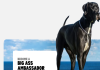 Big Ass Dog Company Review: Is the lifeSPAN™ System Actually Worth It for Big Dogs?