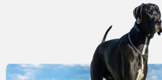 Big Ass Dog Company Review: Is the lifeSPAN™ System Actually Worth It for Big Dogs?